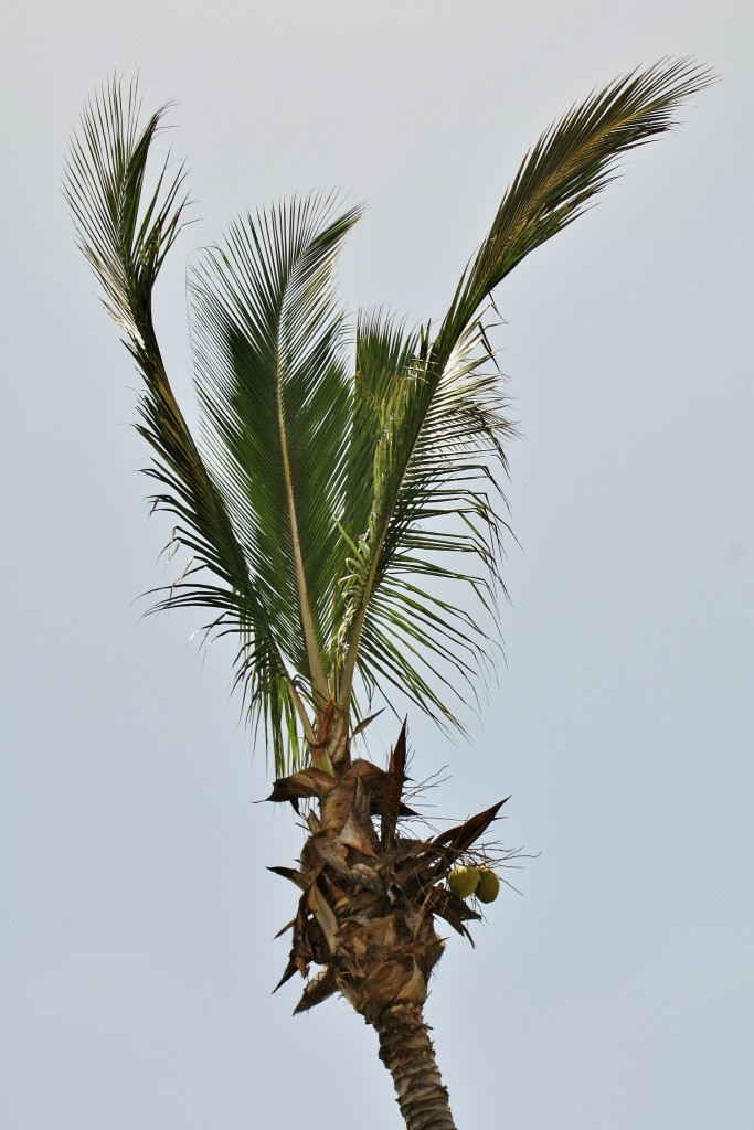 Foto: Palmera - Mogán (Gran Canaria) (Las Palmas), España