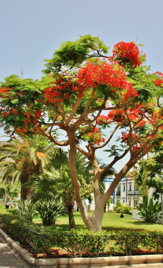 Foto: Puerto - Mogán (Gran Canaria) (Las Palmas), España