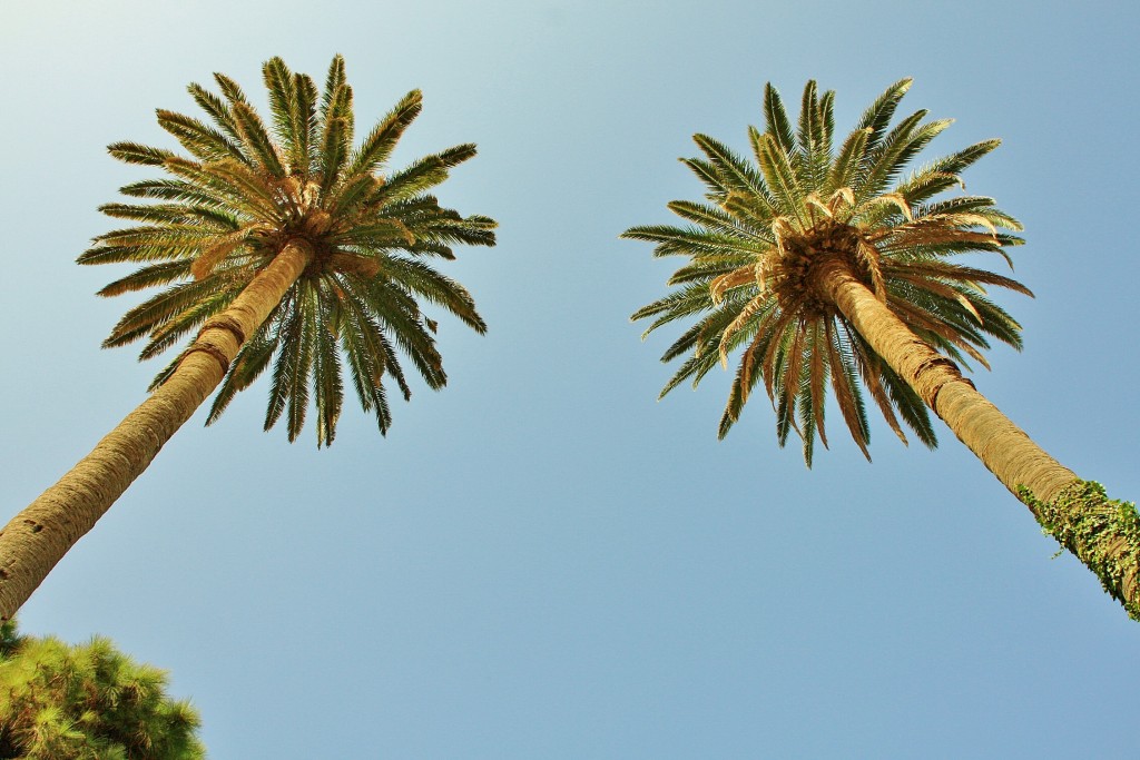 Foto: Palmeras - Agaete (Gran Canaria) (Las Palmas), España