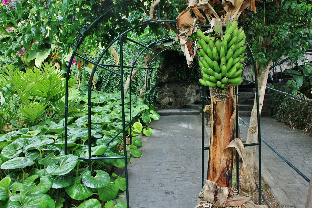 Foto: Jardín de la Marquesa - Arucas (Gran Canaria) (Las Palmas), España