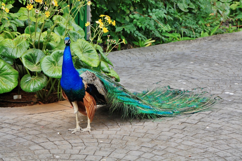 Foto: Jardín de la Marquesa - Arucas (Gran Canaria) (Las Palmas), España