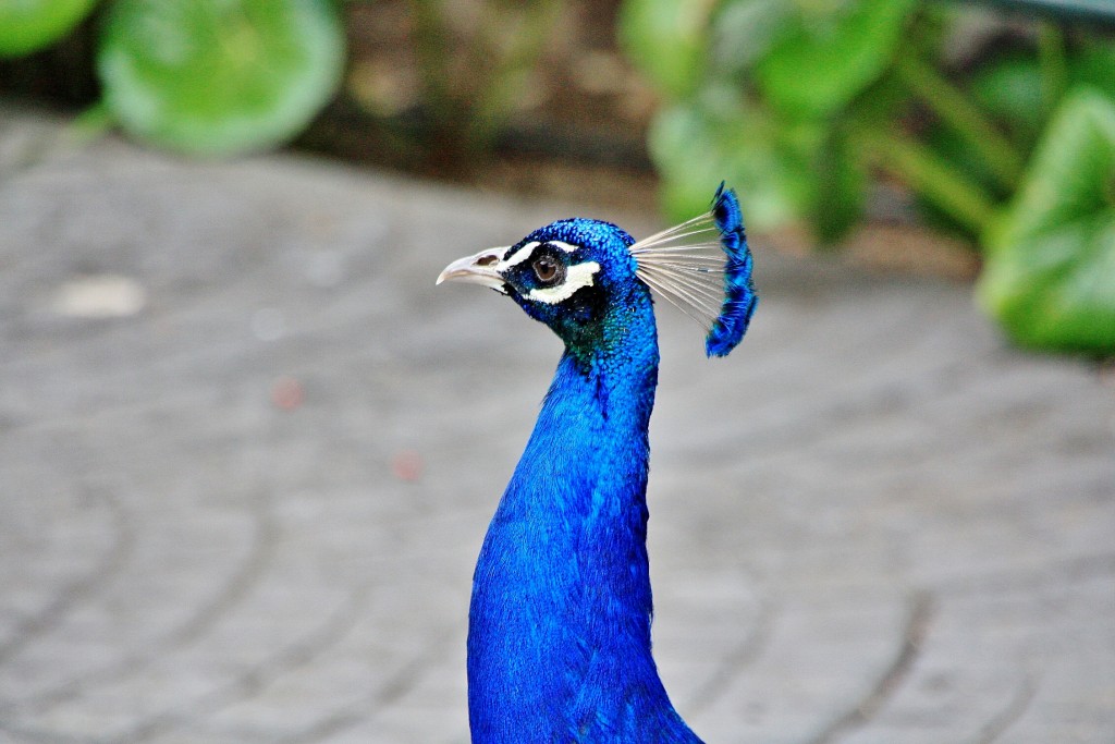 Foto: Jardín de la Marquesa - Arucas (Gran Canaria) (Las Palmas), España