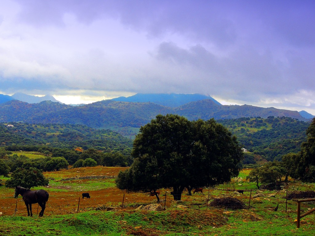 Foto de Cortes de la Frontera (Málaga), España