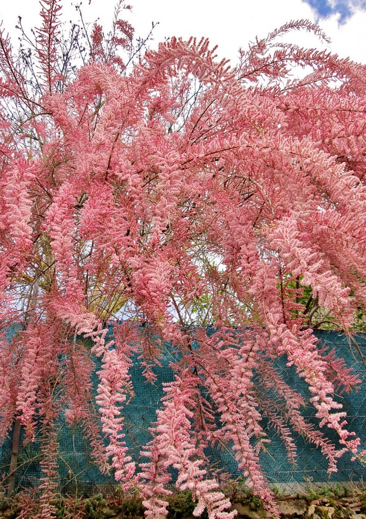 Foto: Primavera - Valdelateja (Burgos), España