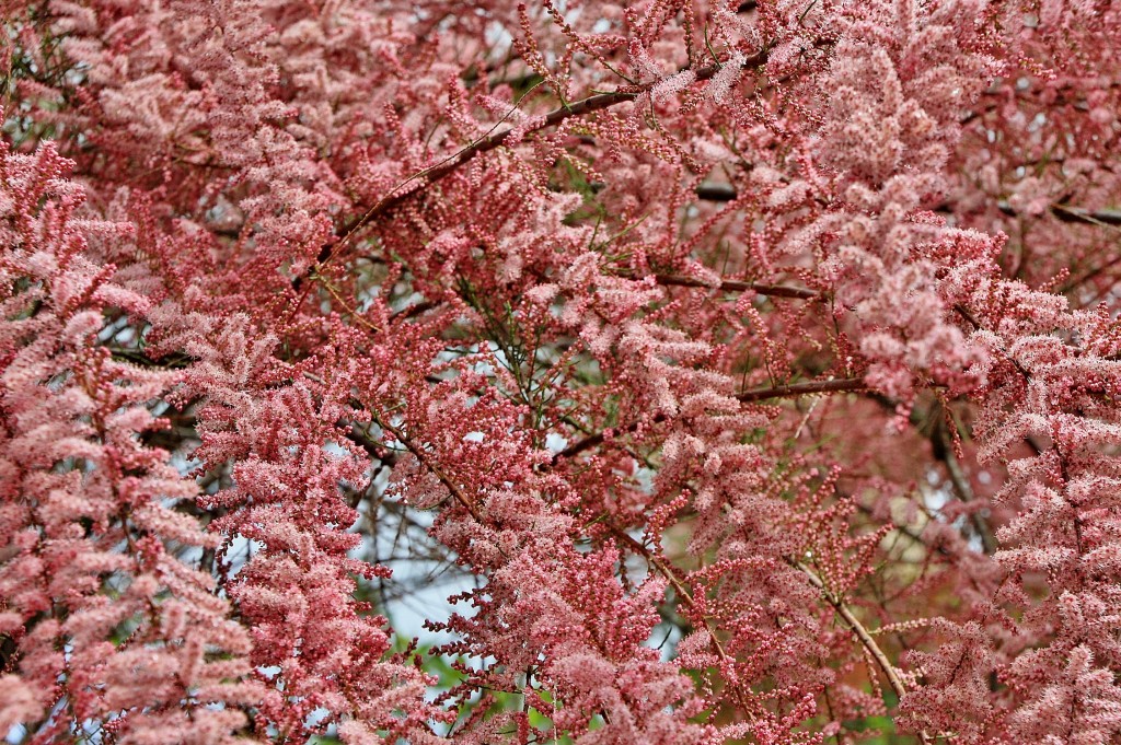 Foto: Primavera - Valdelateja (Burgos), España