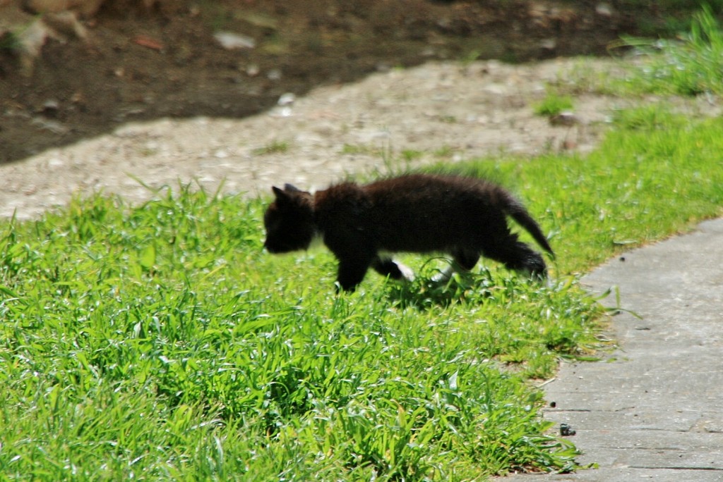 Foto: Gatito - Orbaneja del Castillo (Burgos), España