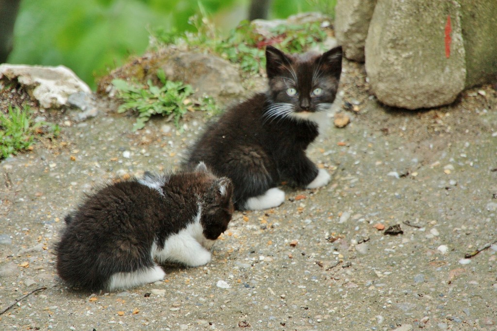 Foto: Gatitos - Orbaneja del Castillo (Burgos), España