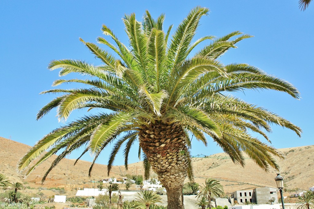 Foto: Paisaje - Betancuria (Fuerteventura) (Las Palmas), España