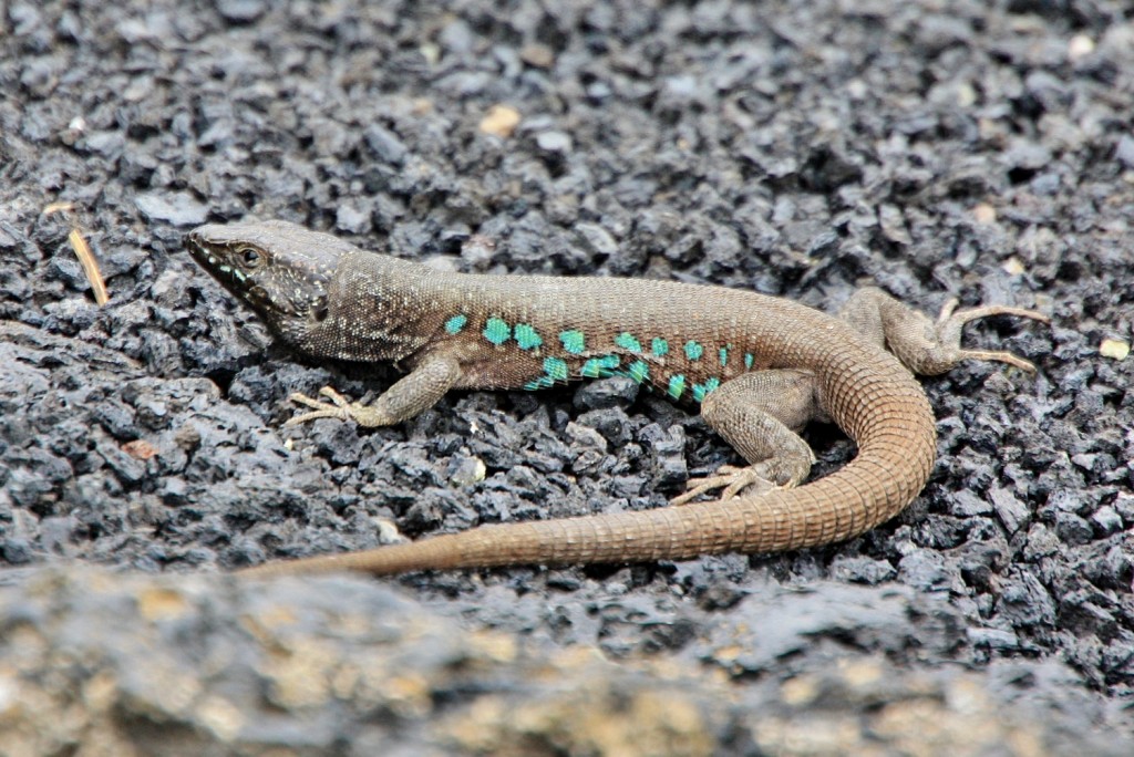 Foto: Bichito - San Bartolomé (Lanzarote) (Las Palmas), España