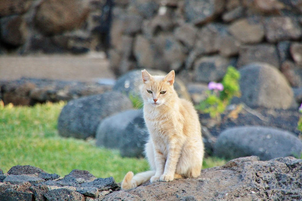 Foto: Gatito - Puerto del Carmen (Lanzarote) (Las Palmas), España