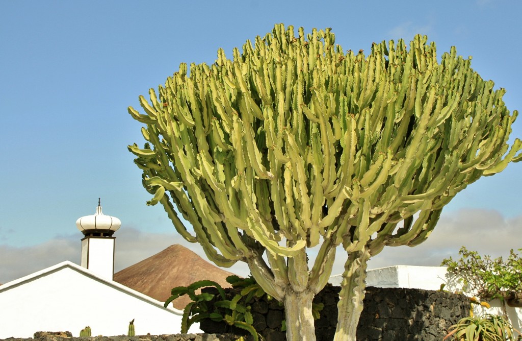 Foto: Fundación Cesar Manrique - Haría (Lanzarote) (Las Palmas), España