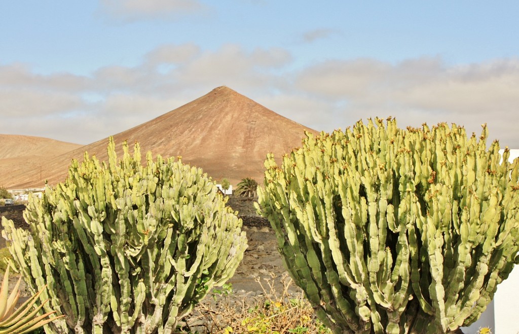 Foto: Paisaje - Haría (Lanzarote) (Las Palmas), España