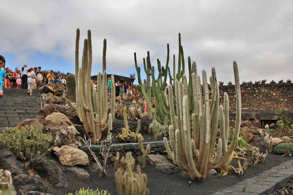 Foto: Jardín de Cactus - Guatiza (Lanzarote) (Las Palmas), España