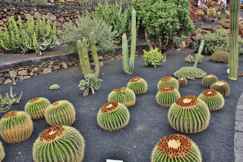 Foto: Jardín de Cactus - Guatiza (Lanzarote) (Las Palmas), España