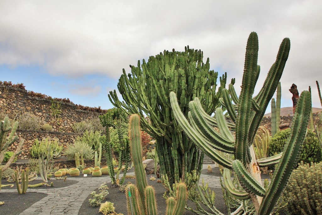 Foto: Jardín de Cactus - Guatiza (Lanzarote) (Las Palmas), España