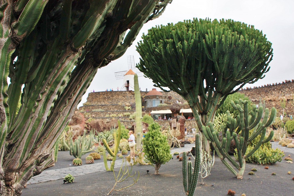 Foto: Jardín de Cactus - Guatiza (Lanzarote) (Las Palmas), España