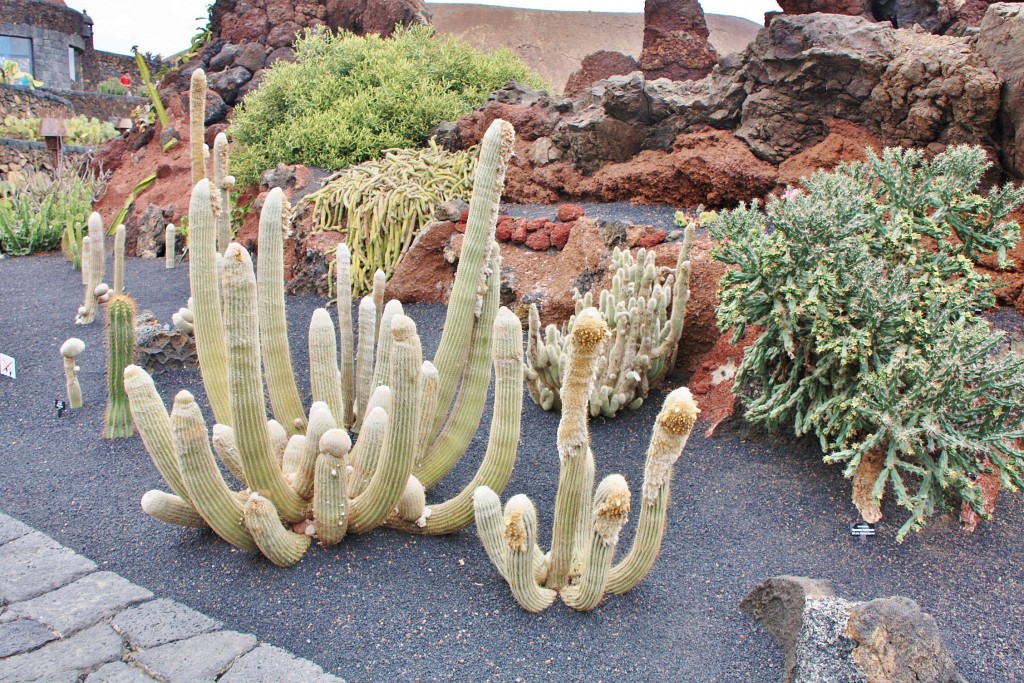 Foto: Jardín de Cactus - Guatiza (Lanzarote) (Las Palmas), España