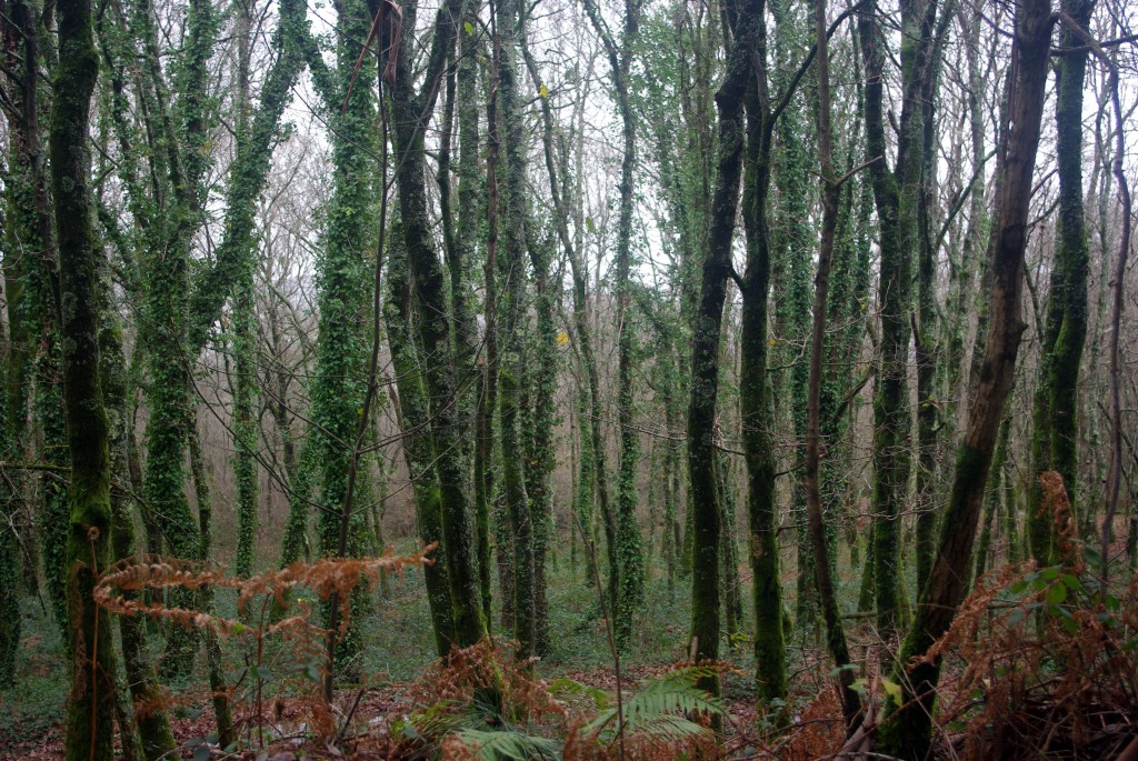 Foto de O Porriño (Pontevedra), España