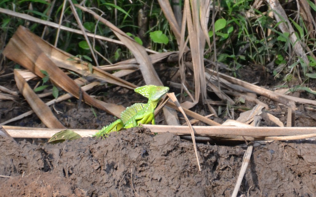 Foto de Caño negro (Alajuela), Costa Rica