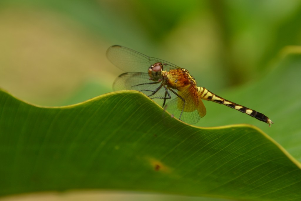 Foto de Caño negro (Alajuela), Costa Rica