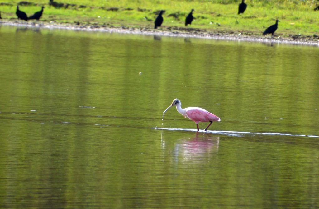 Foto de Caño negro (Alajuela), Costa Rica