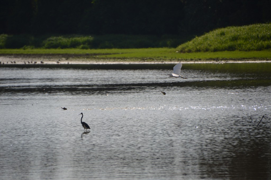 Foto de Caño negro (Alajuela), Costa Rica