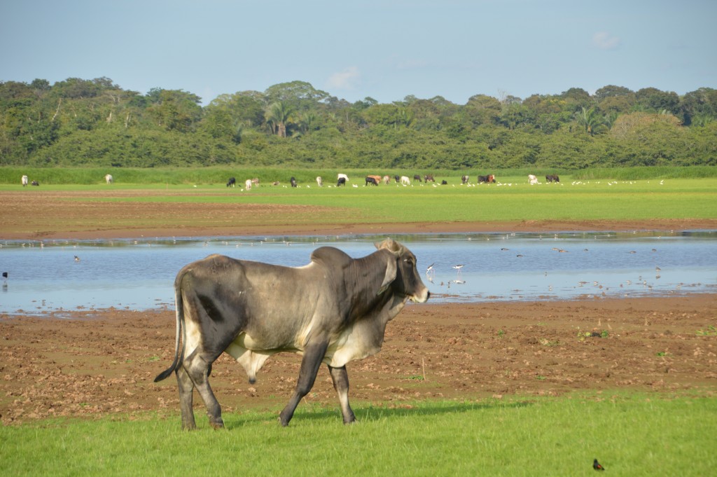 Foto de Caño negro (Alajuela), Costa Rica