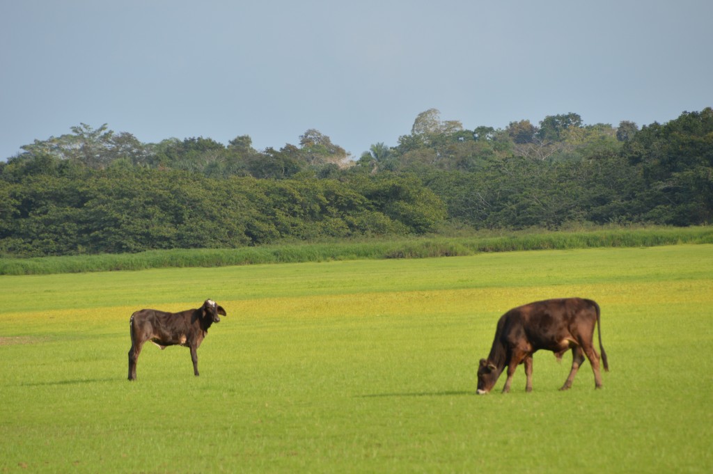 Foto de Caño negro (Alajuela), Costa Rica