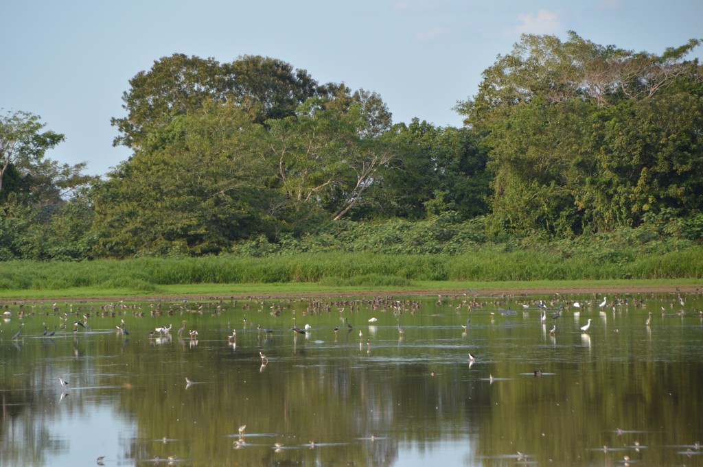 Foto de Caño negro (Alajuela), Costa Rica