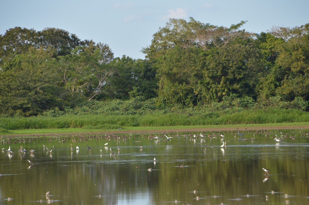 Foto de Caño negro (Alajuela), Costa Rica