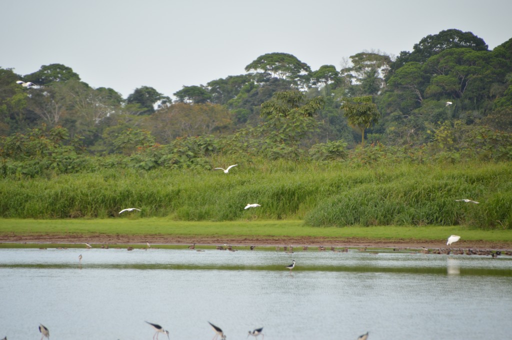 Foto de Caño negro (Alajuela), Costa Rica