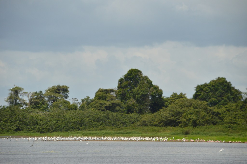 Foto de Caño negro (Alajuela), Costa Rica