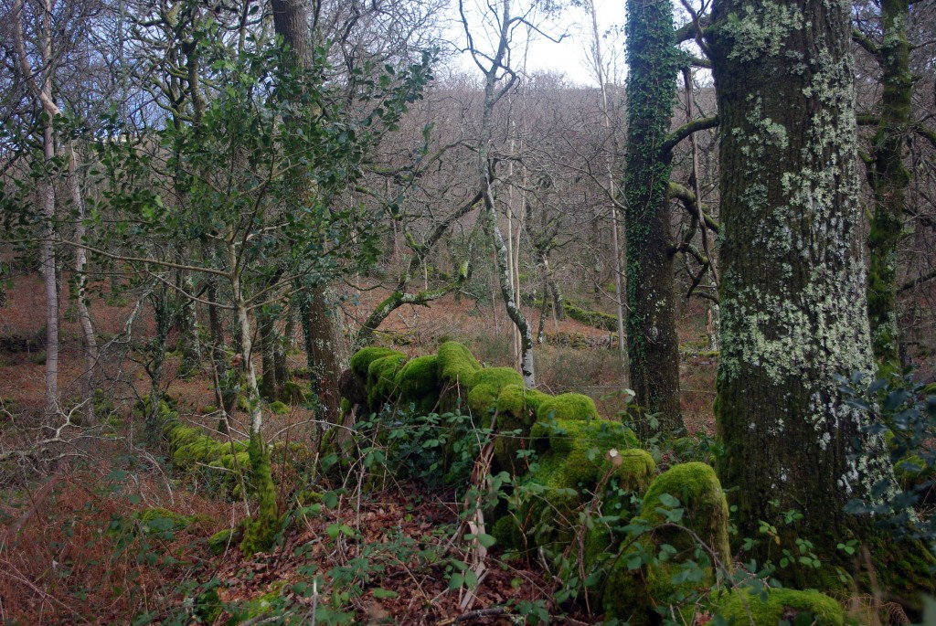 Foto: Serra do Suido - Fornelos de Montes (Pontevedra), España