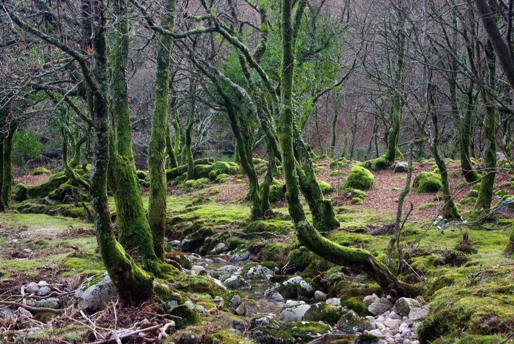 Foto: Serra do Suido - Fornelos de Montes (Pontevedra), España