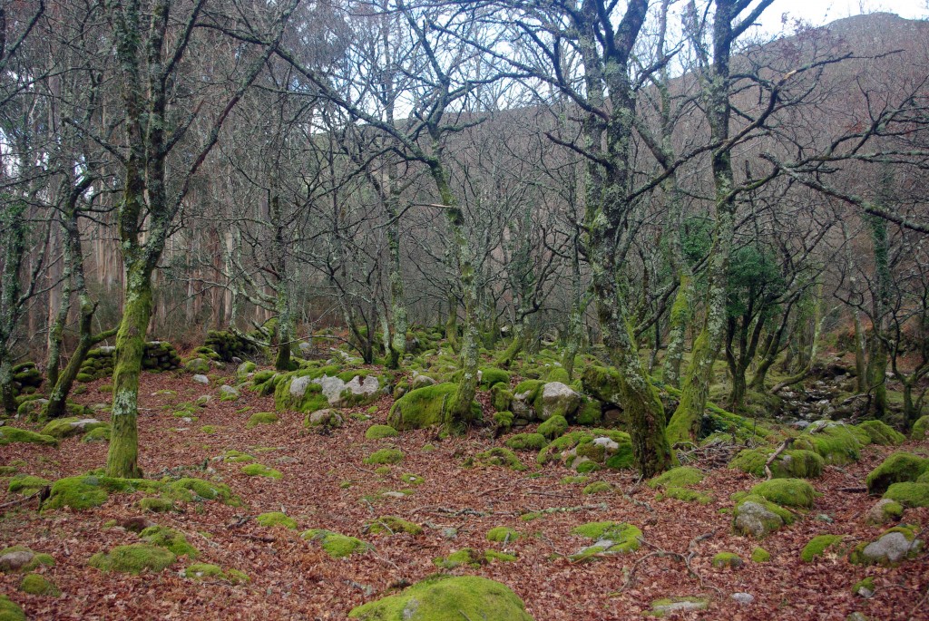 Foto: Serra do Suido - Fornelos de Montes (Pontevedra), España