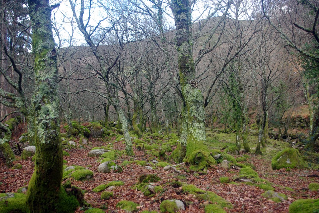 Foto: Serra do Suido - Fornelos de Montes (Pontevedra), España