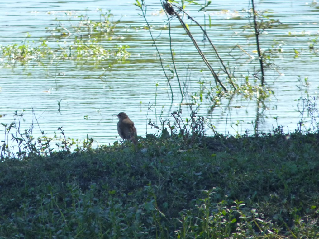 Foto: Reserva Urbana del Pilar - Pilar (Buenos Aires), Argentina