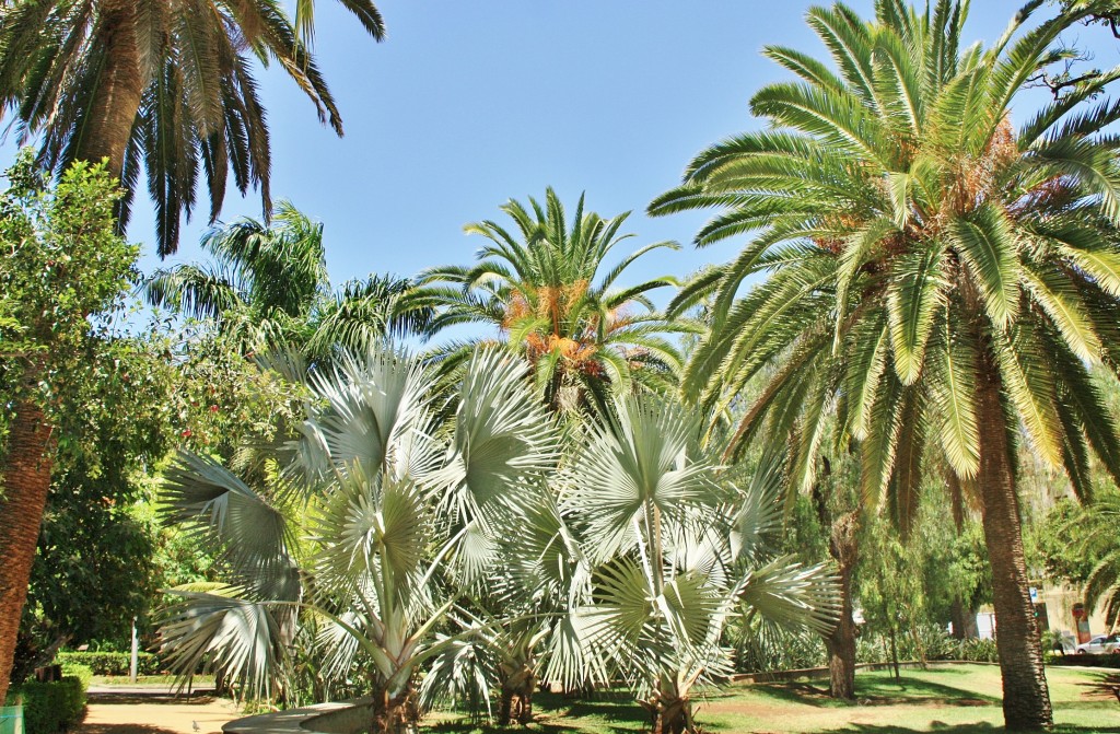 Foto: Parque García Sanabria - Santa Cruz de Tenerife (Canarias), España