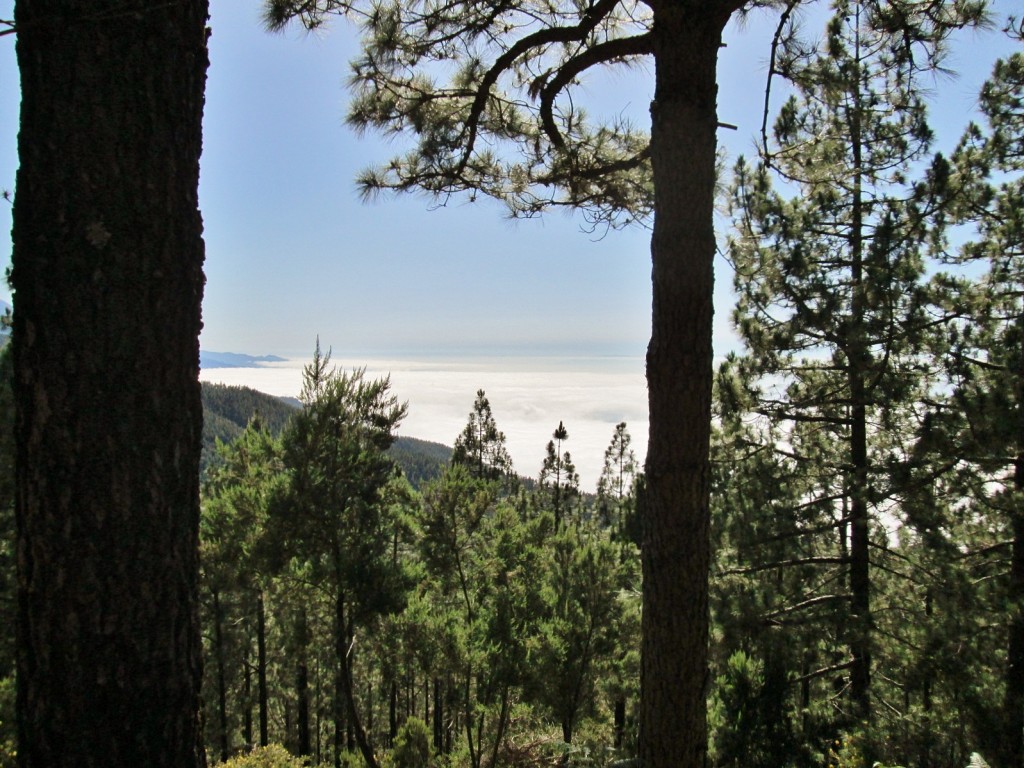 Foto: Paisaje - San Cristóbal de la Laguna (Santa Cruz de Tenerife), España