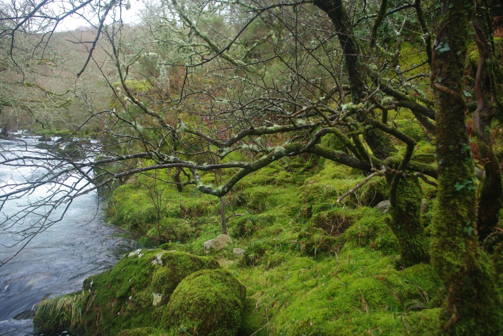 Foto de Fornelos De Montes (Pontevedra), España