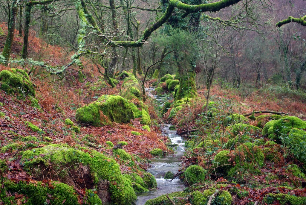 Foto de Fornelos De Montes (Pontevedra), España