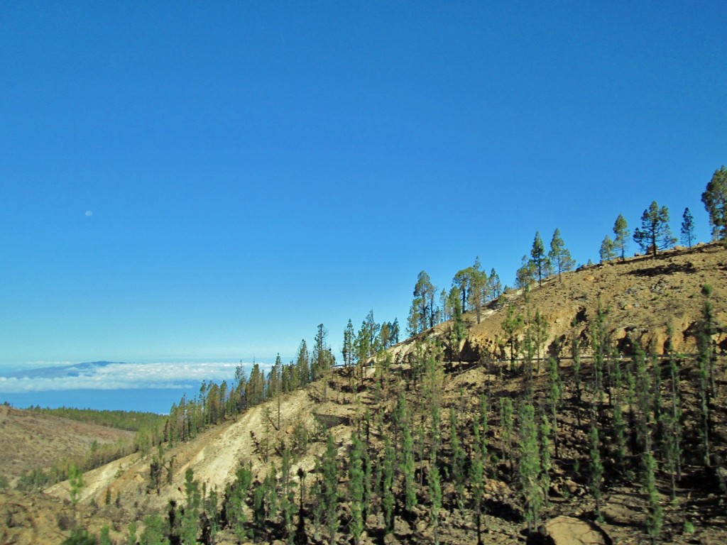 Foto: Las Cañadas del Teide - La Orotava (Santa Cruz de Tenerife), España