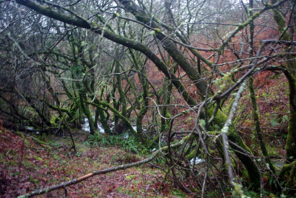 Foto de Fornelos de Montes (Pontevedra), España