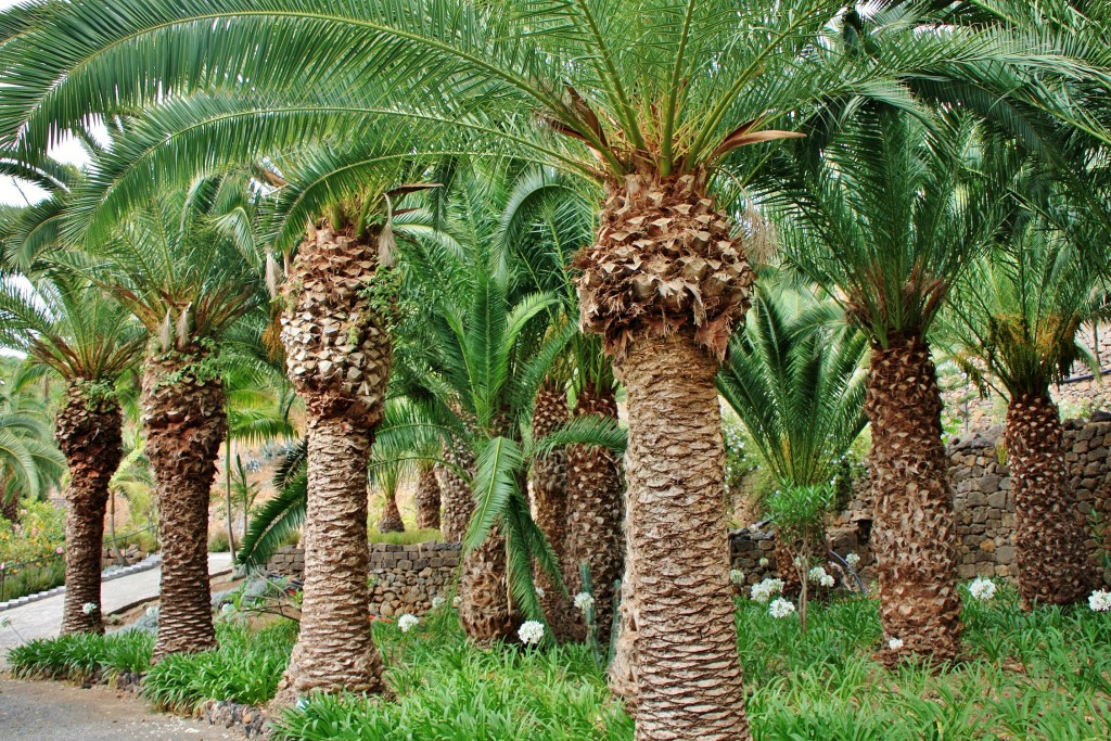 Foto: Jardín de la Marquesa - Arucas (Gran Canaria) (Las Palmas), España