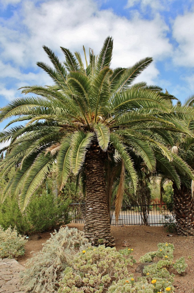 Foto: Jardín botánico Viera y Clavijo - Tafira Alta (Gran Canaria) (Las Palmas), España