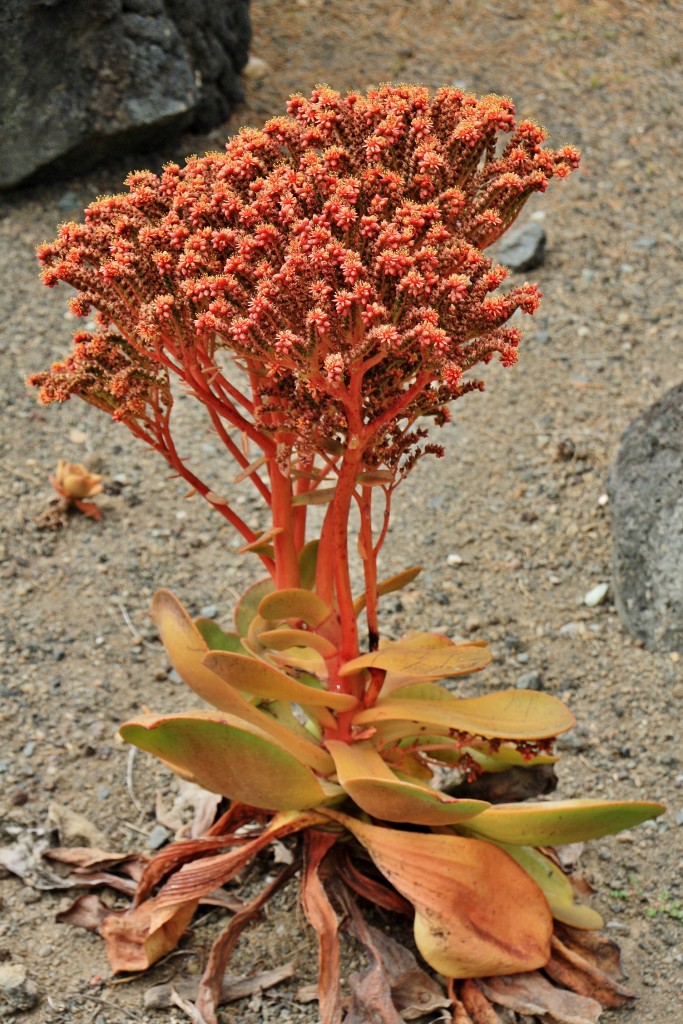 Foto: Jardín botánico Viera y Clavijo - Tafira Alta (Gran Canaria) (Las Palmas), España