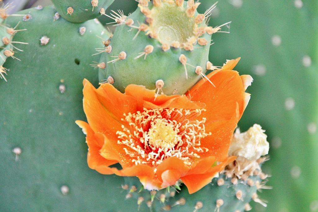 Foto: Flor - Masca (Santa Cruz de Tenerife), España