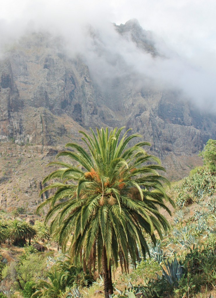 Foto: Paisaje - Masca (Santa Cruz de Tenerife), España