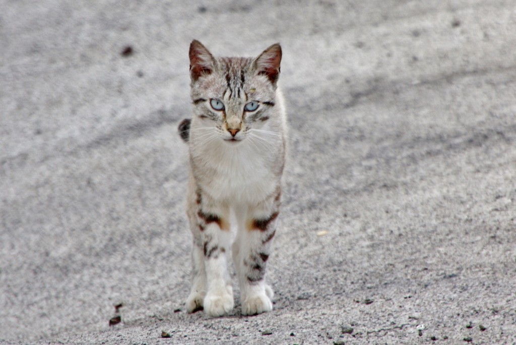 Foto: Gatito - Masca (Santa Cruz de Tenerife), España