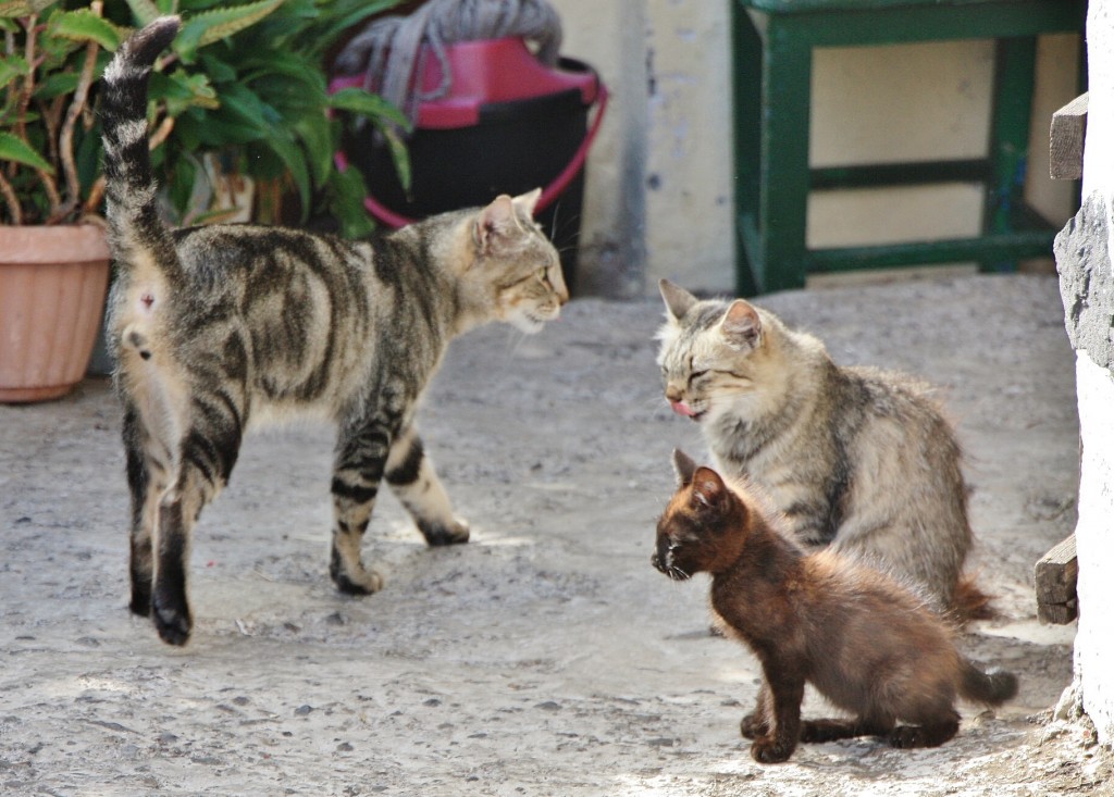 Foto: Gatitos - Masca (Santa Cruz de Tenerife), España